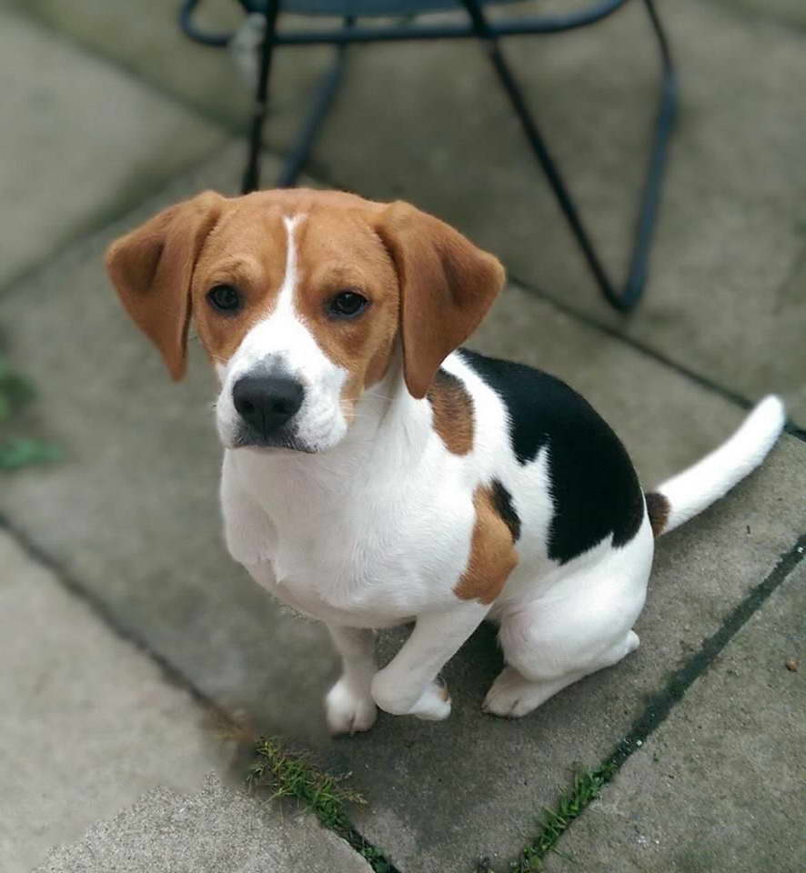 Female Beagle For Sale