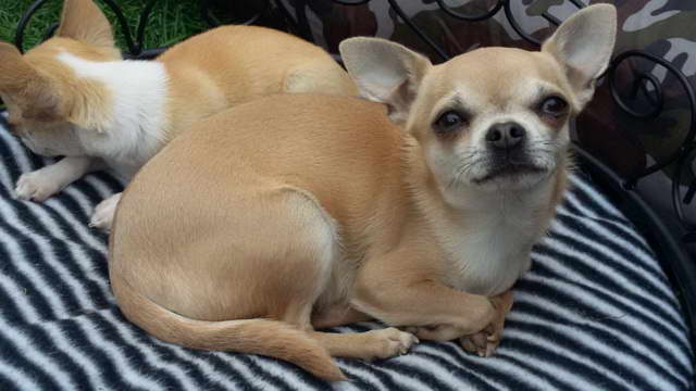 Female Chihuahua For Sale