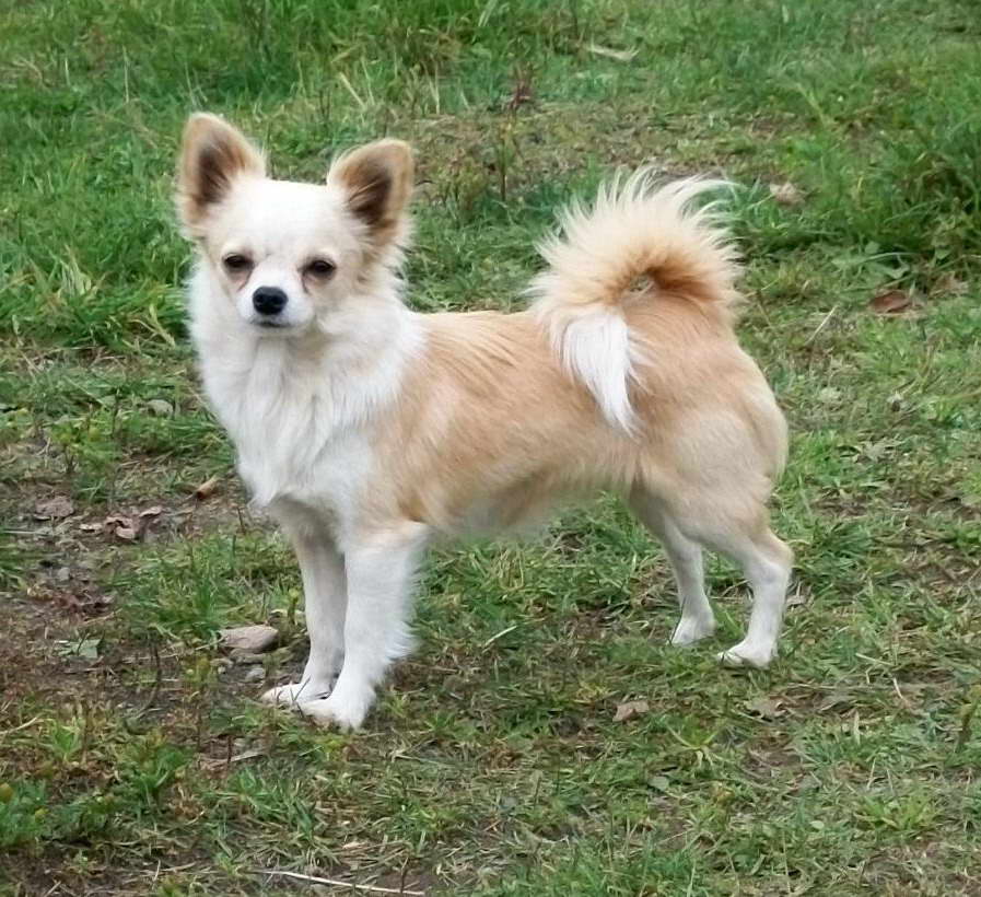 Female Long Haired Chihuahua PETSIDI