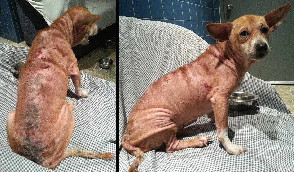Flea Treatment For Chihuahua