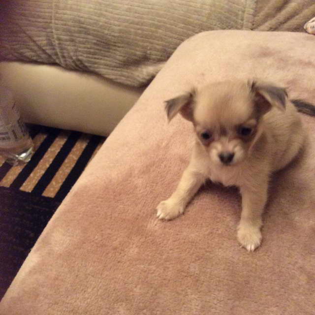 Fluffy Chihuahua Puppy