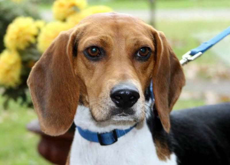 Forever Home Beagle Rescue PETSIDI