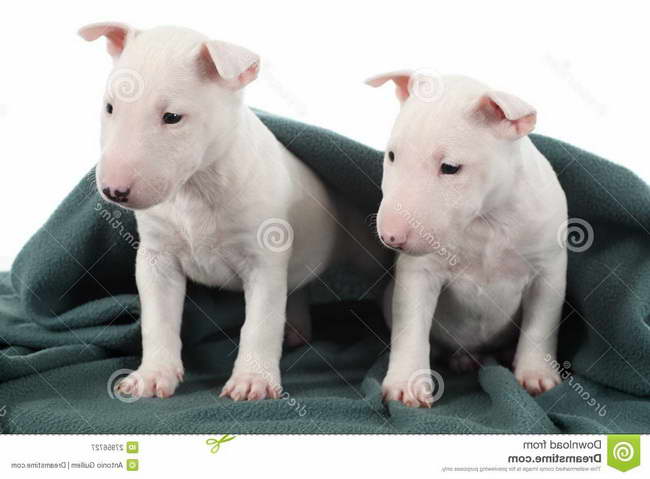 Free Bull Terrier Puppies
