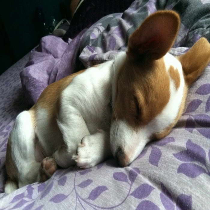 Free Chihuahua Puppies Craigslist | PETSIDI