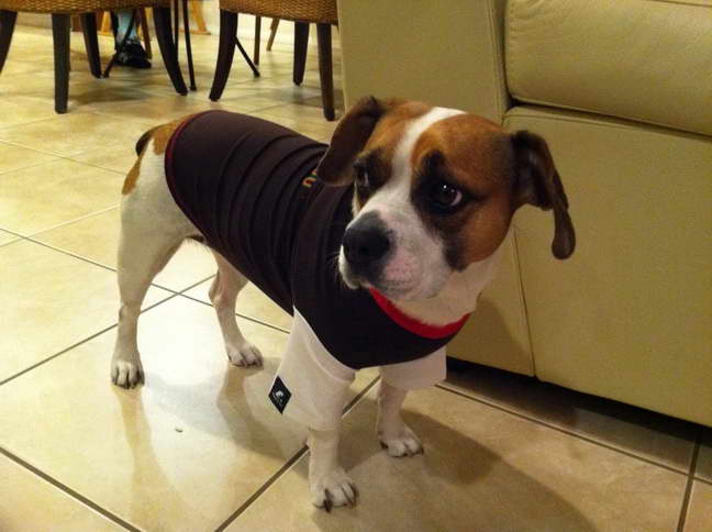 French Bulldog Beagle Mix Puppies For Sale PETSIDI