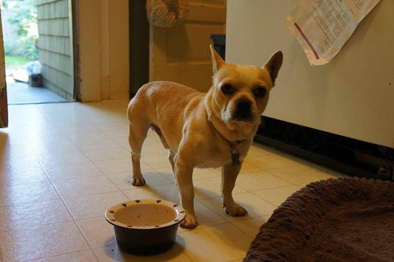 French Bulldog Chihuahua Mix For Sale PETSIDI