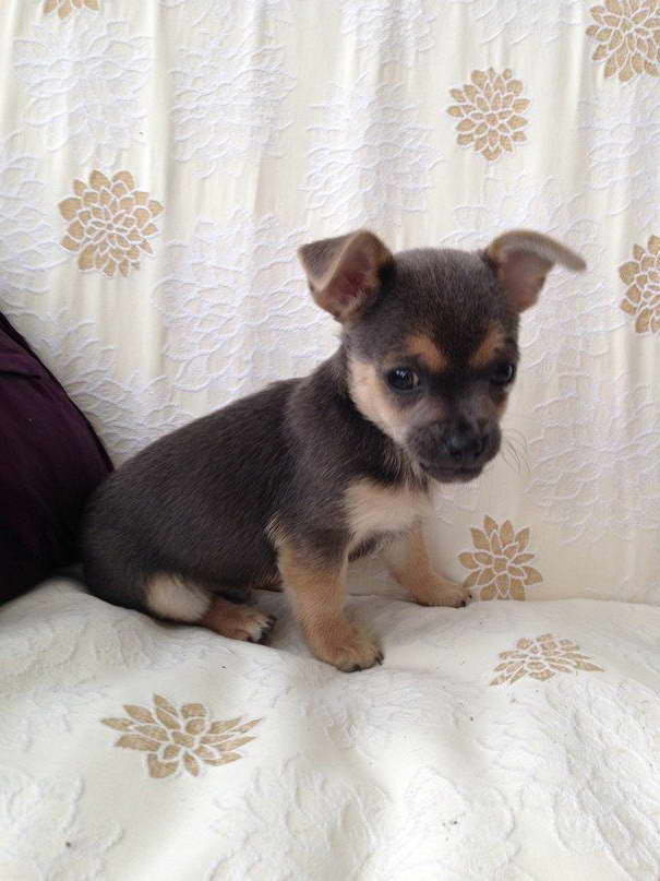 Full Breed Chihuahua Puppies