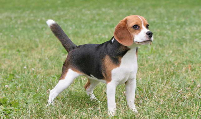 Fully Grown Beagle PETSIDI