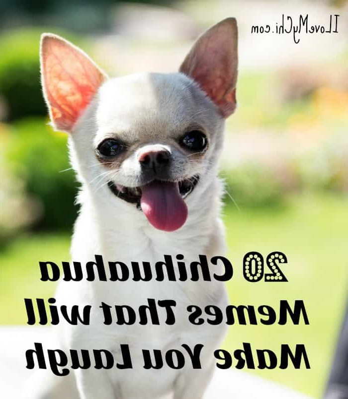 Funny Chihuahua Memes PETSIDI