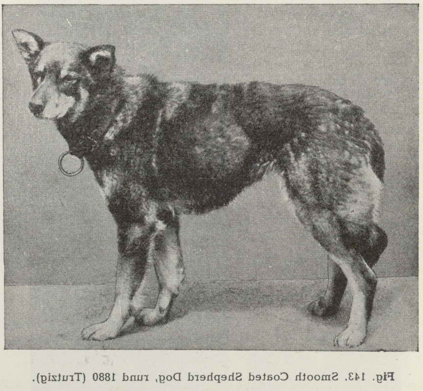German Shepherd History