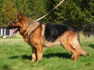German Shepherd Homeowners Insurance
