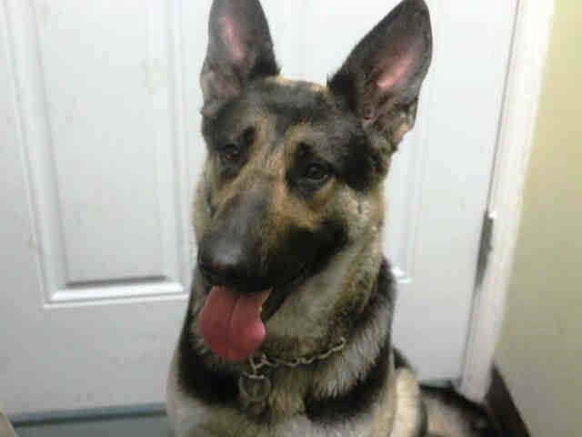 German Shepherd Hope Rescue