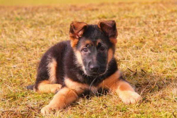 German Shepherd How Much Do They Cost | PETSIDI