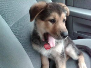 German Shepherd Husky Lab Mix