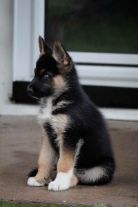 German Shepherd Husky Mix Puppies