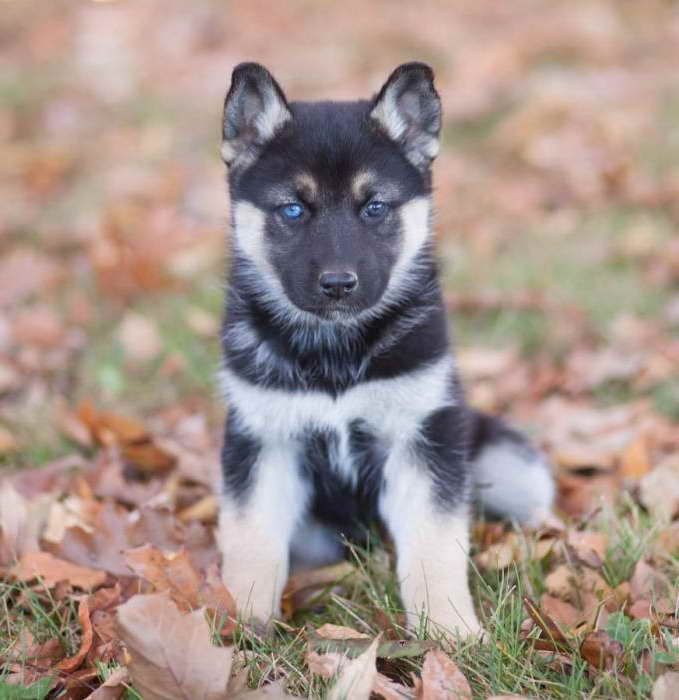 German Shepherd Husky Mix Puppies For Sale In Colorado ...