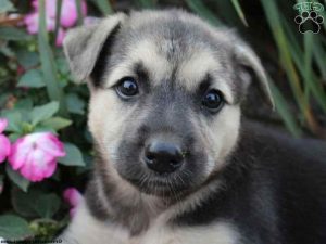 German Shepherd Husky Mix Puppies For Sale In Ohio