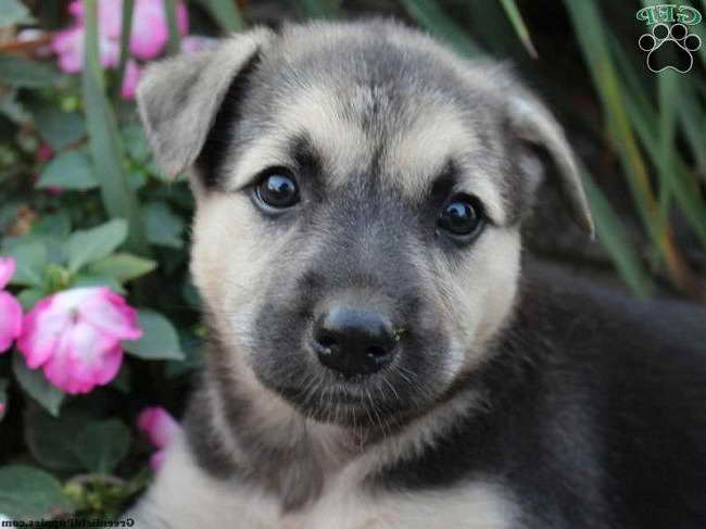 German Shepherd Husky Mix Puppies For Sale In Ohio PETSIDI