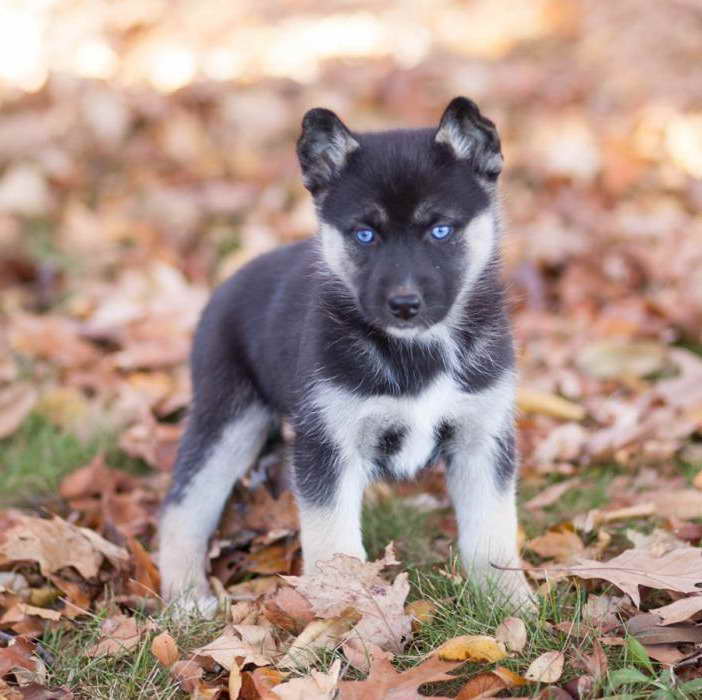 German Shepherd Husky Mix Puppies For Sale In Pa | PETSIDI