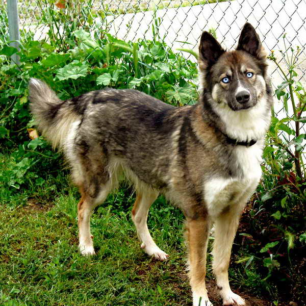 German Shepherd Husky Price