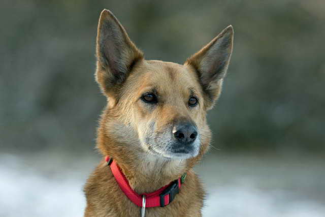 German Shepherd Hybrid