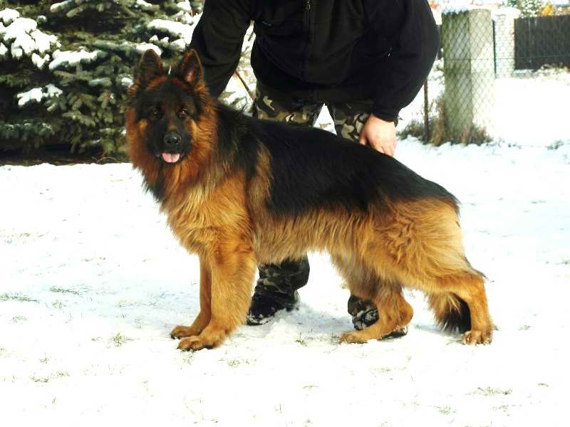 German Shepherd Imports