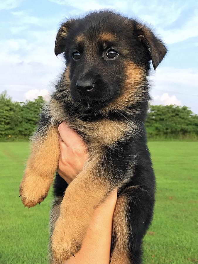 German Shepherd Indiana