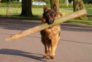 German Shepherd Items