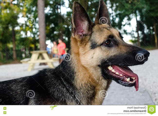 German Shepherd Jacksonville Fl