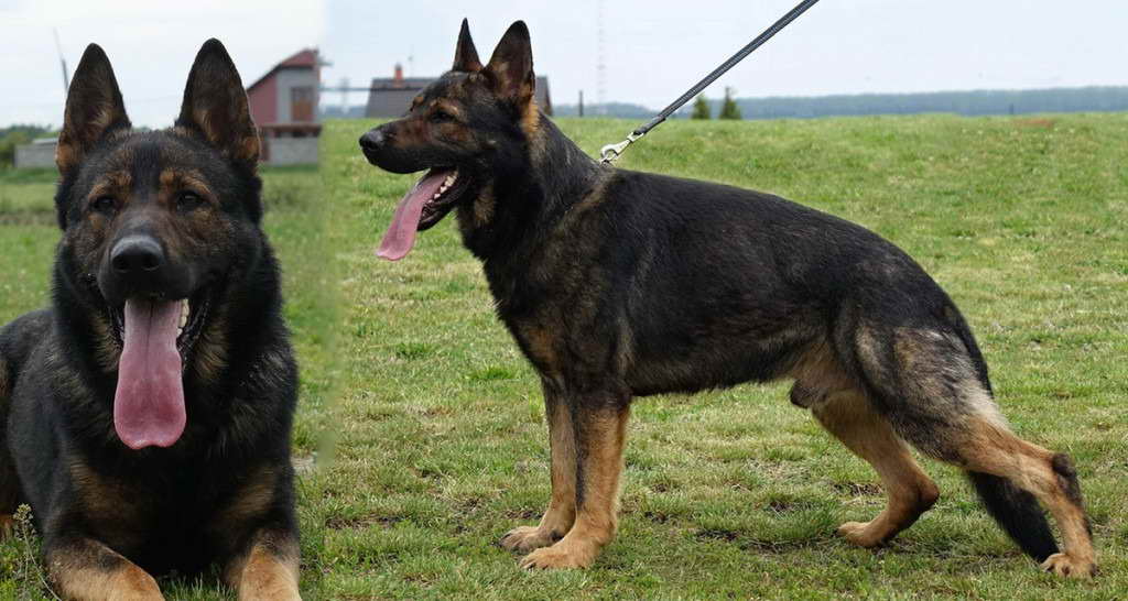 German Shepherd K9 For Sale