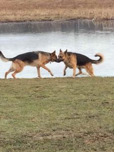German Shepherd K9 Training