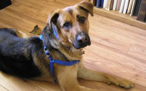 German Shepherd Lab Mix