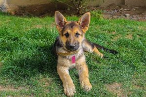 German Shepherd Leaking Urine