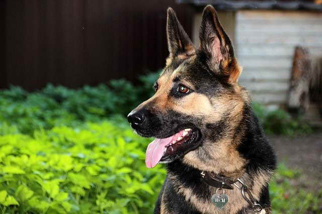 German Shepherd Life Cycle