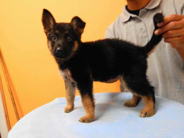 German Shepherd Los Angeles