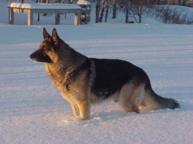 German Shepherd Maine