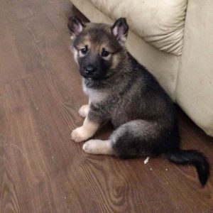 German Shepherd Malamute Mix Puppies For Sale