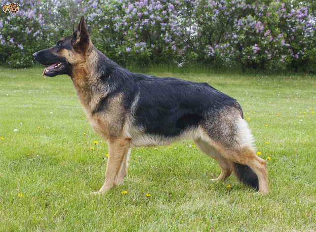 German Shepherd Male Dog