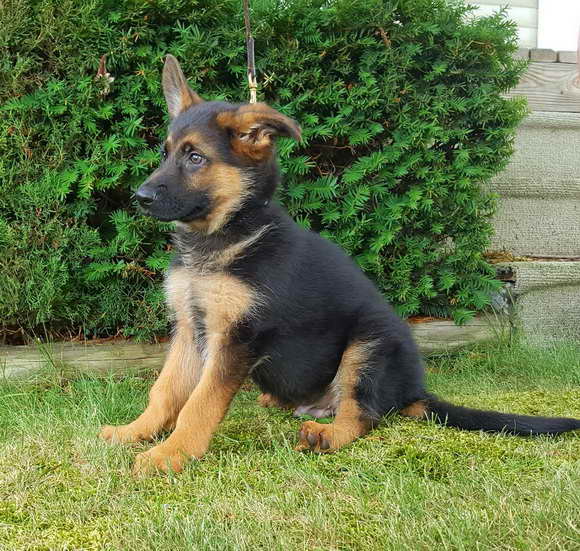 German Shepherd Male Puppies For Sale
