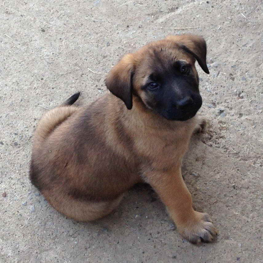 German Shepherd Mastiff Mix Puppies For Sale