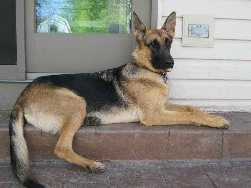 German Shepherd Michigan | PETSIDI