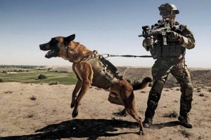 German Shepherd Military Dogs