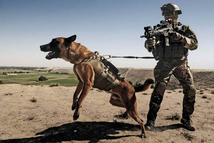 military dog trainer