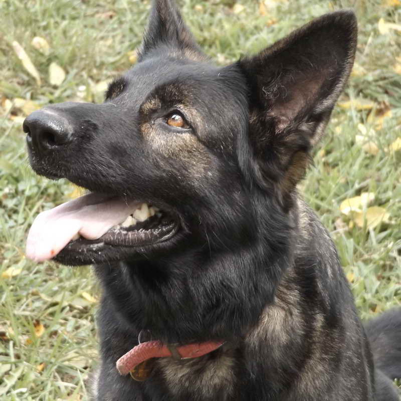 German Shepherd Missouri