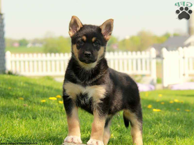 German Shepherd Mix Puppies For Sale In Pa
