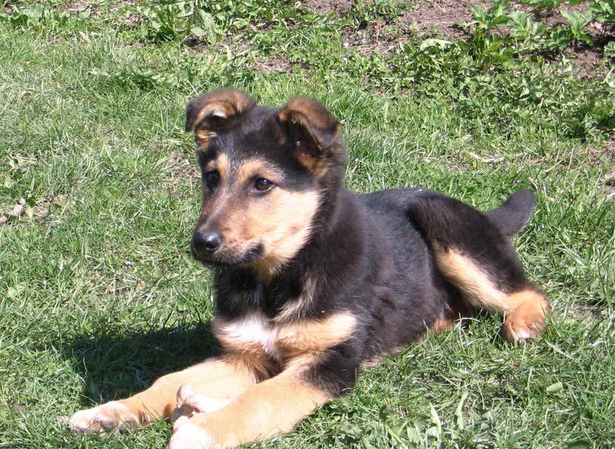 German Shepherd Mix Puppies For Sale | PETSIDI