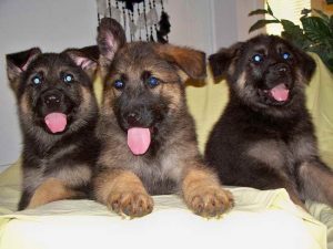 German Shepherd Mix Puppies Near Me