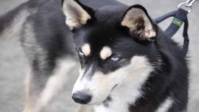 German Shepherd Mixed With Siberian Husky