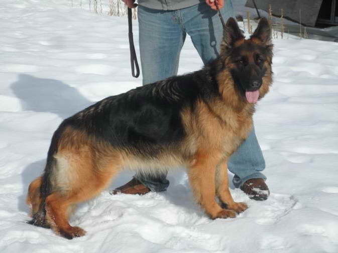 German Shepherd Montana