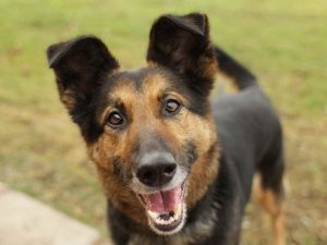 German Shepherd Mutt